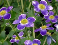 Big velvety blue flowers opening white